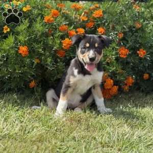 Cheddar, Border Collie Puppy